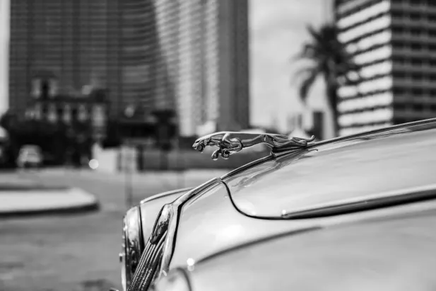 Kasino Loyal Bet Apl Android/iOS